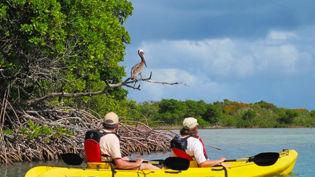 kayaking St Thomas mangrove lagoon
