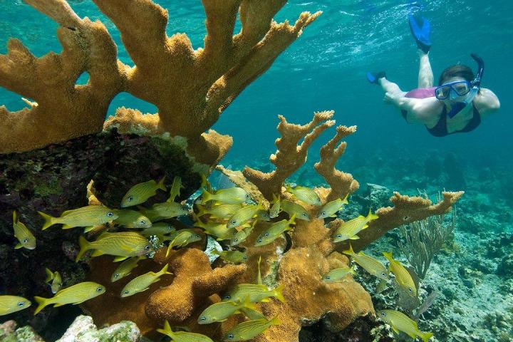 underwater view of a coral