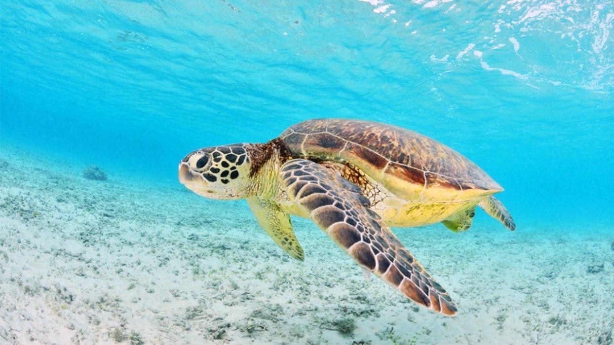 Kayak & Snorkel with Sea Turtles Tour | VI Eco Tours