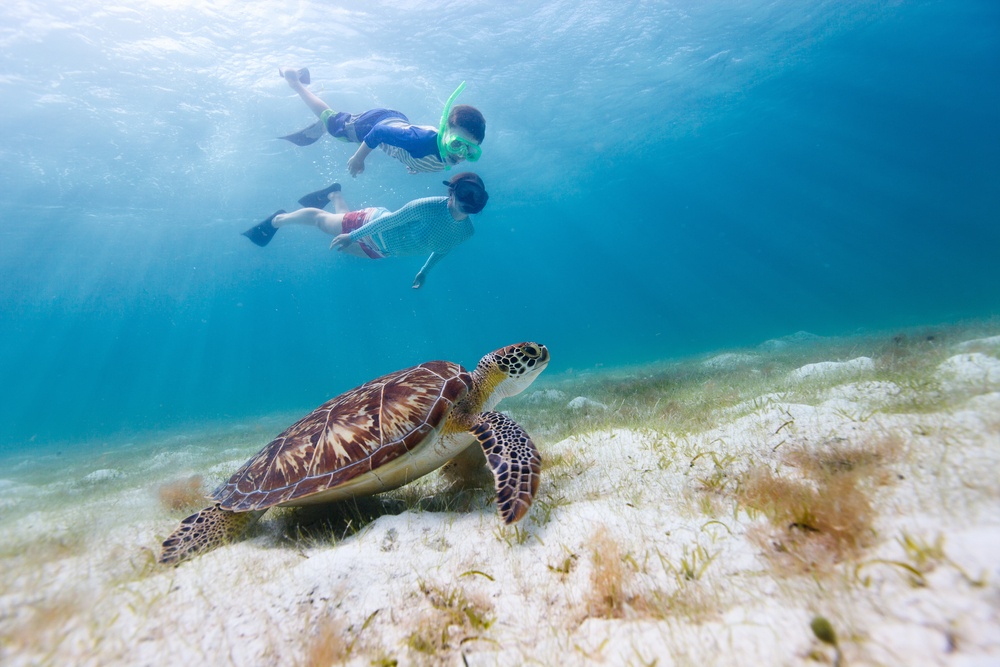 a turtle swimming under water