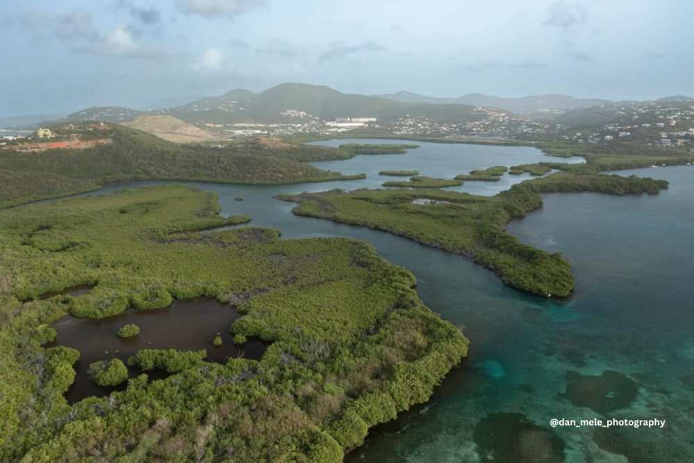 St Thomas USVI mangroves