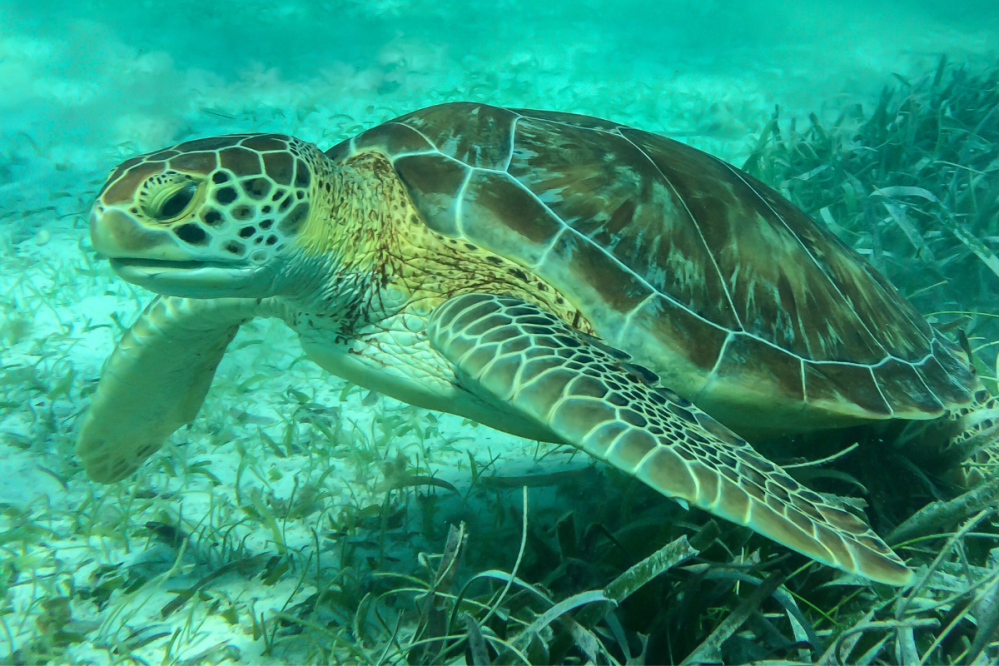 sea turtle snorkel tour St. Thomas VI