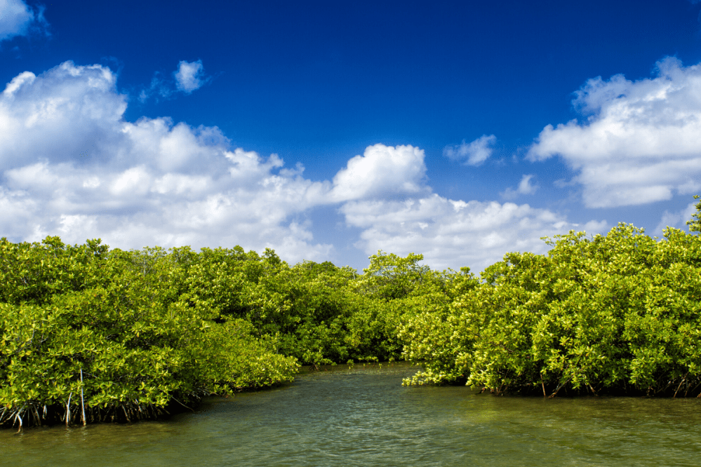 st thomas mangrove lagoon USVI